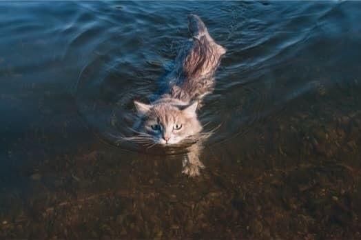 猫怕水吗,猫会不会游泳的图片