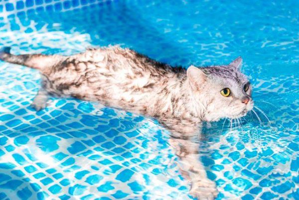猫怕水吗,猫会不会游泳的图片