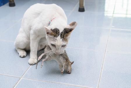 猫抓老鼠是天性吗知乎,猫抓老鼠先天行为