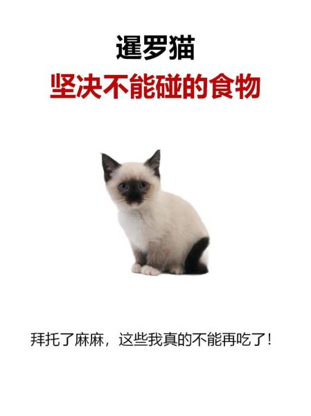 猫最爱吃的20种食物,猫吃西红柿吗会死吗