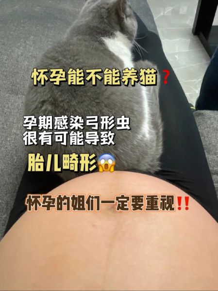 猫有弓形虫吗,弓形虫阳性怀孕怎么办