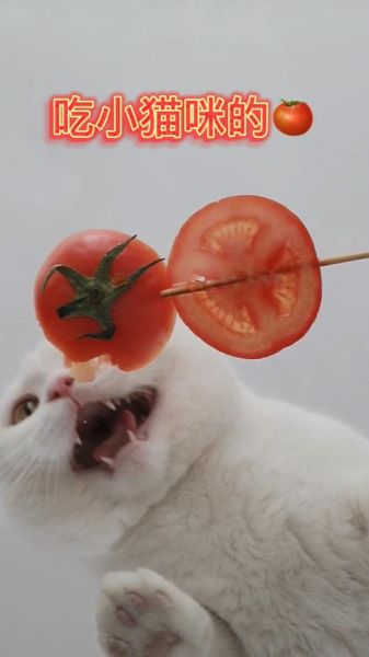 猫能吃番茄吗熟的,猫能吃番茄吗煮熟的