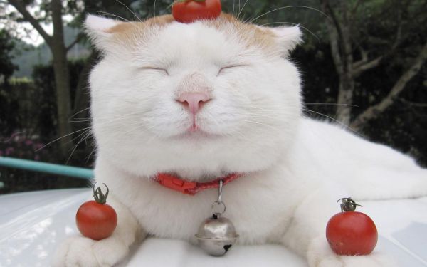 猫能吃番茄吗熟的,猫能吃番茄吗煮熟的