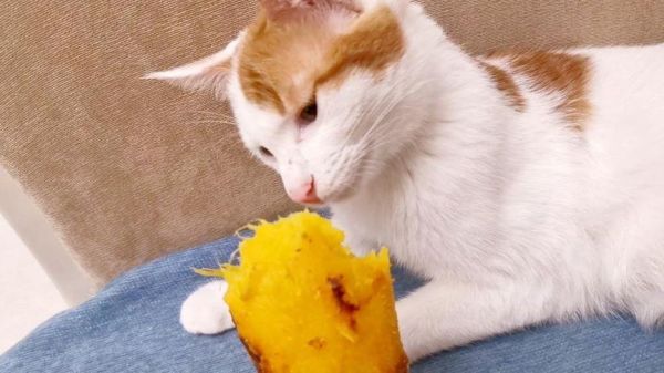 猫能吃红薯吗为什么,布偶猫能吃红薯吗