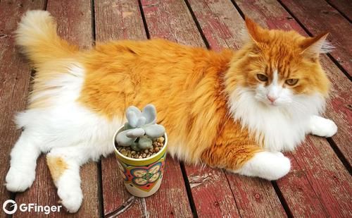 猫能吃菌类吗,猫可以吃蘑菇类吗