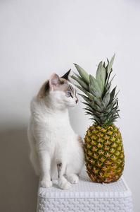 猫能吃菠萝吗为什么,猫咪可以吃什么水果