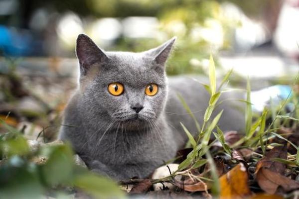猫能吃蓝莓吗猫能吃蓝莓吗,猫能吃蓝莓吗为什么会死呢