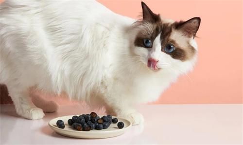 猫能吃蓝莓吗猫能吃蓝莓吗,猫能吃蓝莓吗为什么会死呢