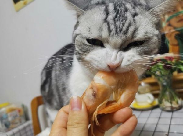 猫能吃虾头吗和虾皮,猫能吃虾头吗会死吗