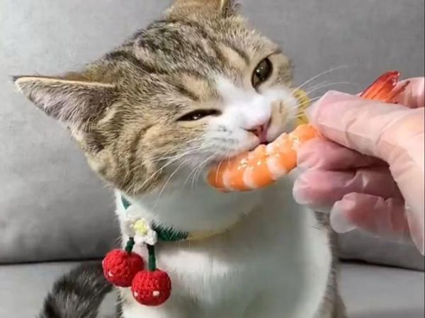 猫能吃虾头吗和虾皮,猫能吃虾头吗会死吗