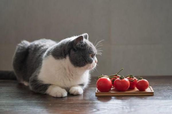 猫能吃西红柿吗为什么,猫能吃西红柿吗熟的