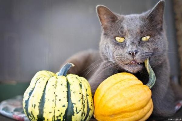 猫能吃西红柿吗为什么,猫能吃西红柿吗熟的