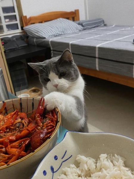 猫能吃辣椒吗麻辣小龙虾,猫吃辣椒吗吃吗吃啊