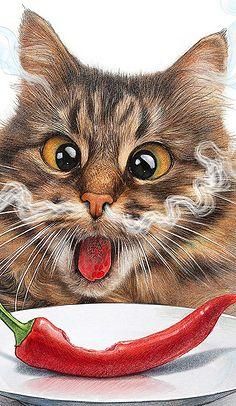 猫能吃辣的食物吗,猫能吃辣的吗有毒吗