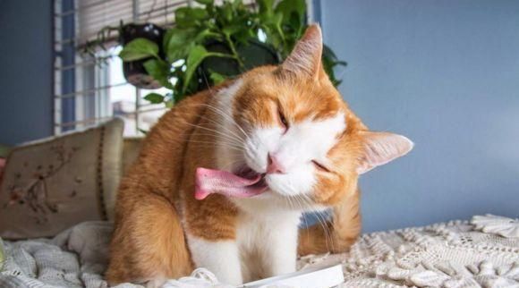 猫能吃辣的食物吗,猫能吃辣的吗有毒吗