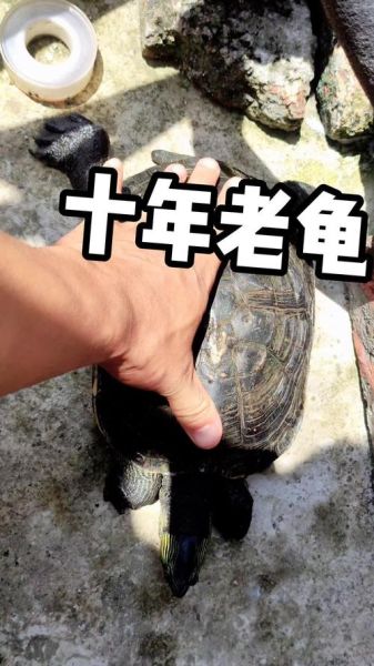 珍珠龟吃什么食物视频,珍珠龟认主人吗