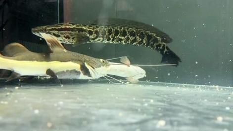 白甲雷龙
