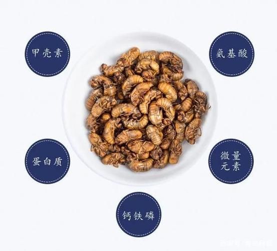 知了吃什么东西最好,知了吃什么东西怎样喂养
