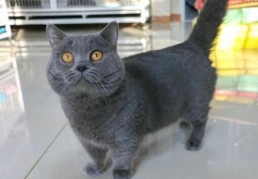 矮脚蓝猫体重标准,矮脚蓝猫长大后的样子