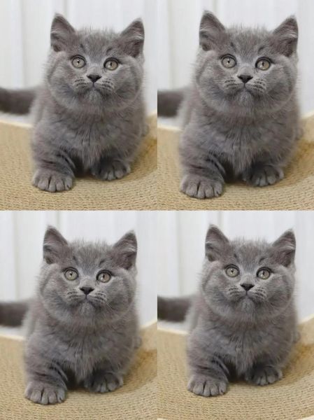矮脚蓝猫体重标准,矮脚蓝猫长大后的样子