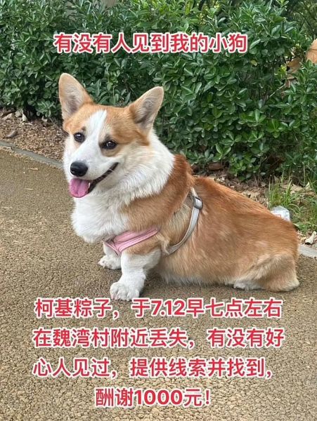 粽子狗狗可以吃吗,狗狗能吃粽子吗(转疯了)