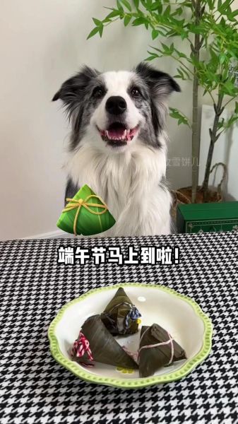 粽子狗狗可以吃吗,狗狗能吃粽子吗(转疯了)