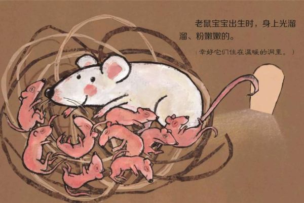 老鼠多久生一窝孩子,老鼠多久生一窝相逢的