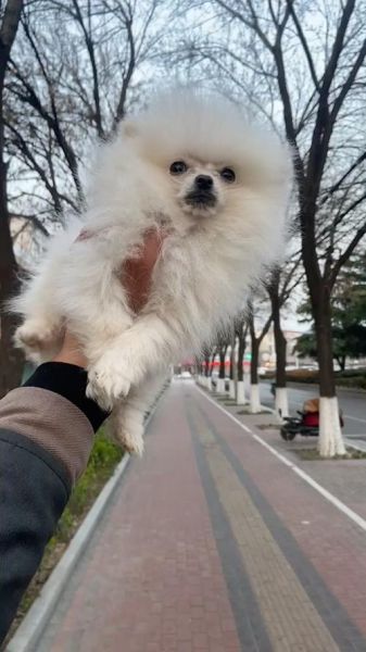 茶杯犬能长多大呀,茶杯犬能长多大多少斤