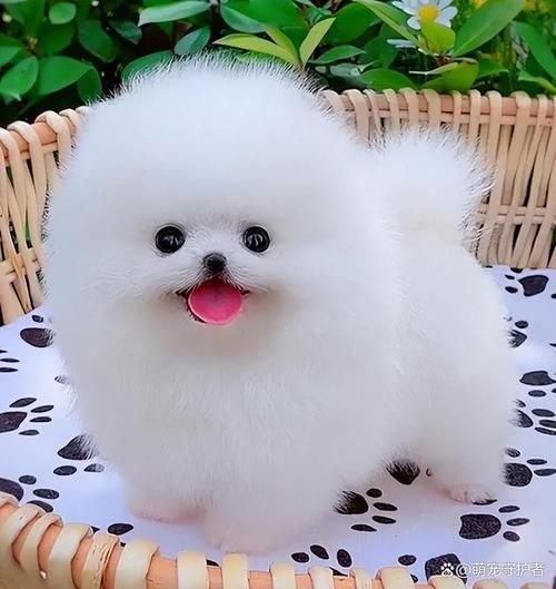 茶杯犬能长多大呀,茶杯犬能长多大多少斤