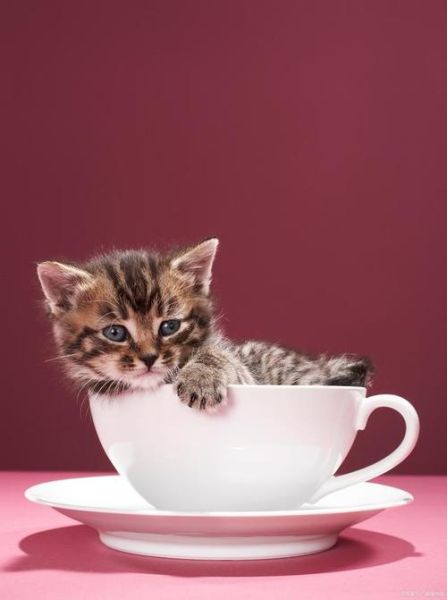 茶杯猫能长到多大,茶杯猫小猫多少钱一只