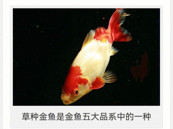 草金鱼多久喂一次合适,草金鱼多久喂一次喂多少