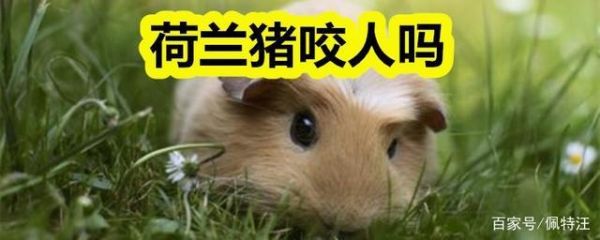 荷兰猪咬人吗 被咬了怎么办,荷兰猪咬人吗要打疫苗吗