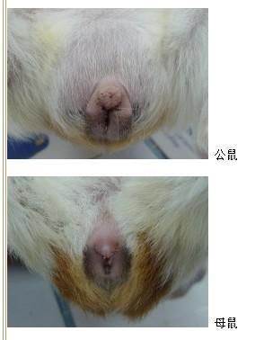 荷兰猪怎么分辨公母,荷兰猪多久认主人