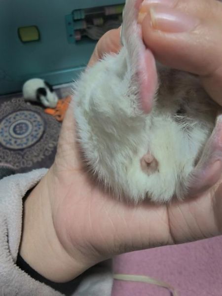 荷兰猪怎么分辨公母,荷兰猪多久认主人