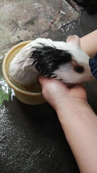 荷兰猪怎么洗澡擦干,荷兰猪怎么洗澡去异味