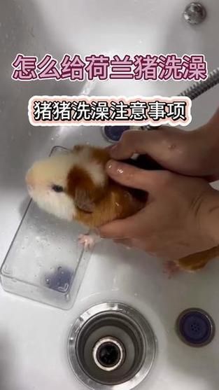 荷兰猪怎么洗澡擦干,荷兰猪怎么洗澡去异味