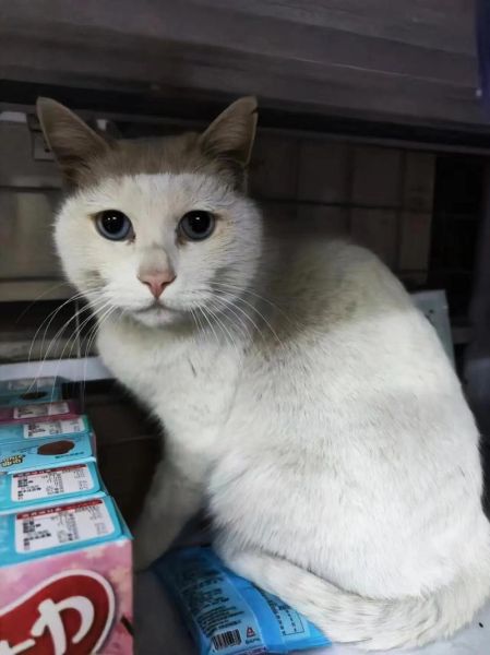 蓝眼白猫是土猫吗为什么,蓝眼白猫是土猫吗图片