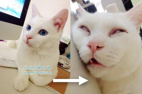 蓝眼白猫是土猫吗为什么,蓝眼白猫是土猫吗图片