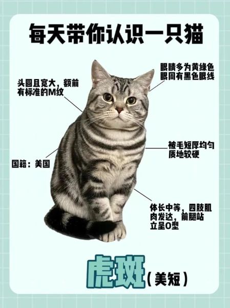 虎斑猫属于什么档次,虎斑猫公的好还是母的好