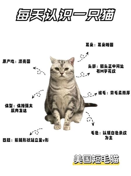 虎斑猫属于什么档次,虎斑猫公的好还是母的好