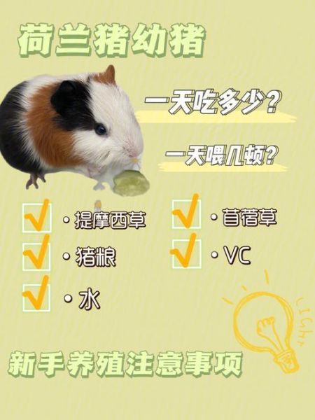 豚鼠吃什么补充维生素C,豚鼠吃什么草
