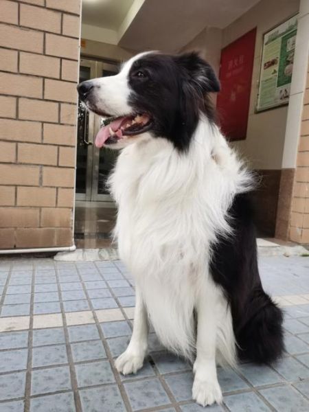 边牧能长到多少斤重,边牧能长多大多重