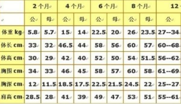 边牧能长到多少斤重,边牧能长多大多重