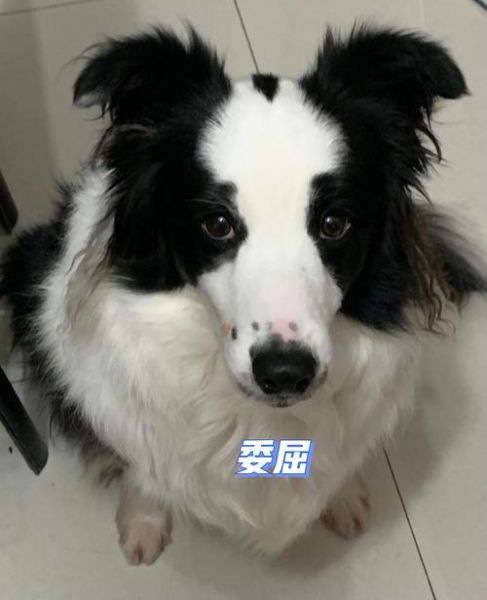 边牧记仇的表现,边牧对人有攻击性吗