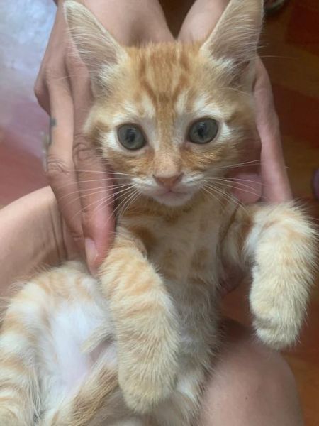 适合橘猫的名字大全,适合橘猫的名字叠字