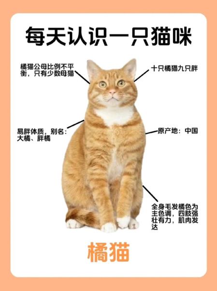 适合橘猫的名字大全,适合橘猫的名字叠字