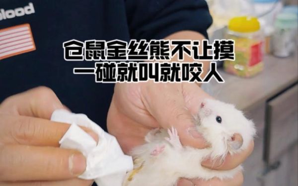 金丝熊会咬人吗会死吗,金丝熊会咬人吗有毒吗