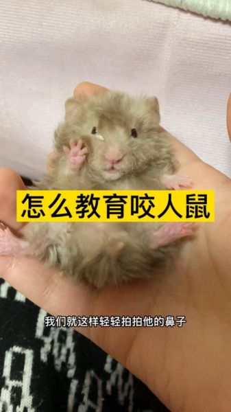 金丝熊会咬人吗会死吗,金丝熊会咬人吗有毒吗
