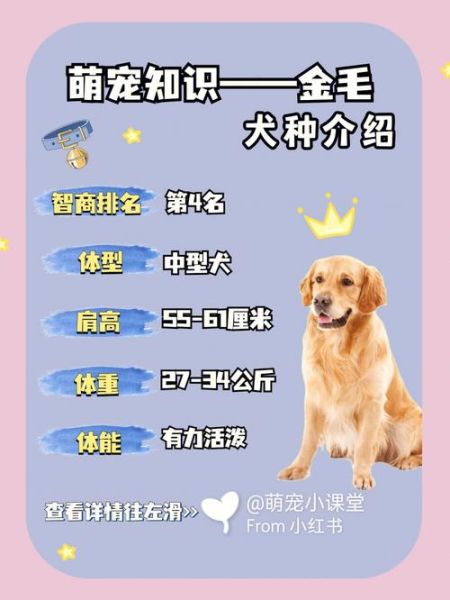 金毛名字的由来,金毛名字招财意义