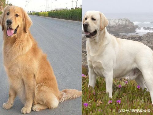 金毛好还是拉布拉多好,金毛是大型犬吗可以养吗
